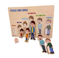 بازل مراحل نمو الانسان